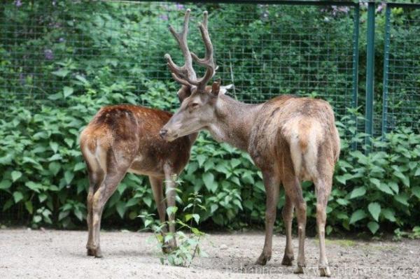 Barbary deer