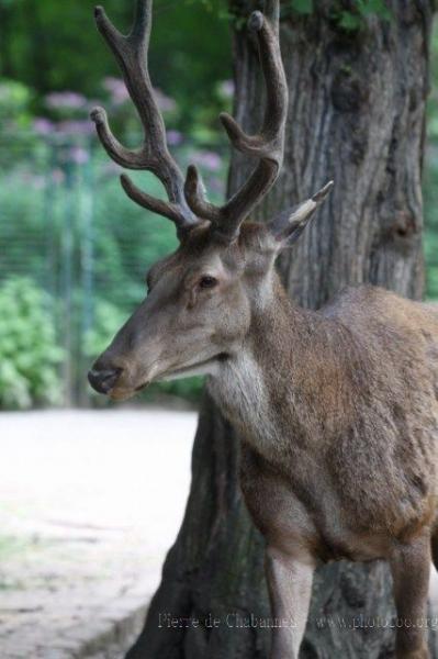 Barbary deer