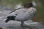 Maned duck