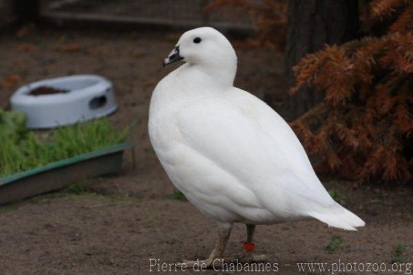 Kelp goose