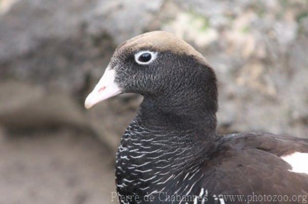 Kelp goose