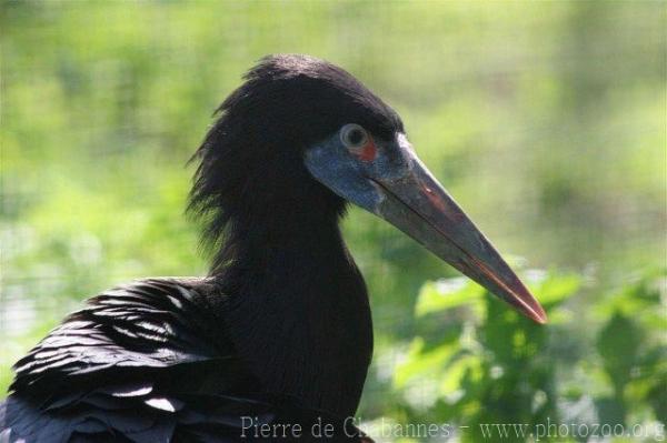 Abdim's stork