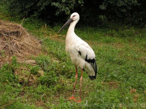 Oriental white stork