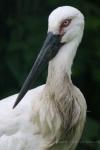 Oriental white stork