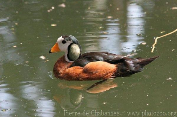 African pygmy-goose