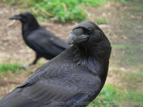 Common raven