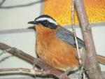 White-browed robin-chat *