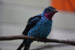 Spangled cotinga