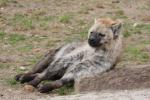 Spotted hyaena