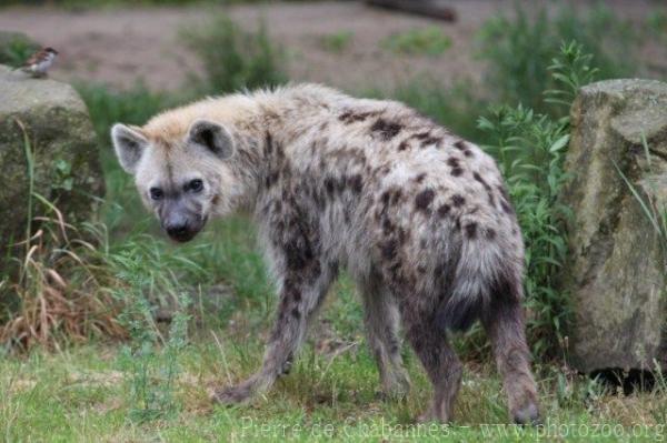 Spotted hyaena