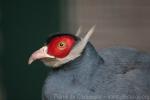 Blue eared-pheasant