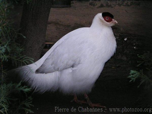 White eared-pheasant