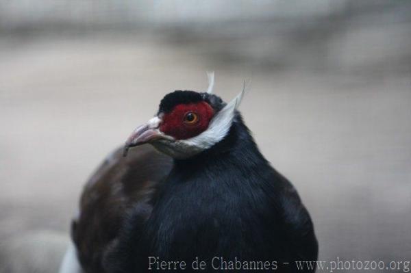 Brown eared-pheasant