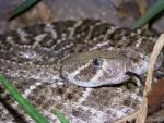 Western diamondback rattlesnake