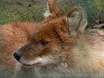 Chinese dhole