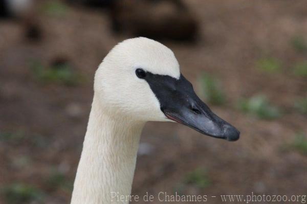 Trumpeter swan