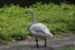 Bewick's swan