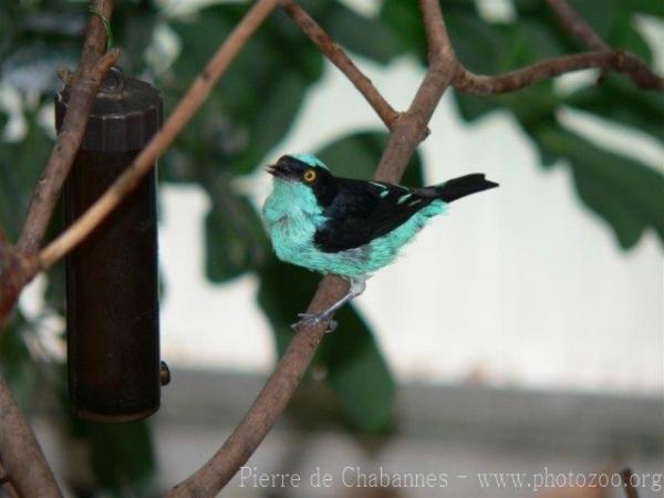 Black-faced dacnis *