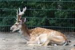 Persian fallow deer