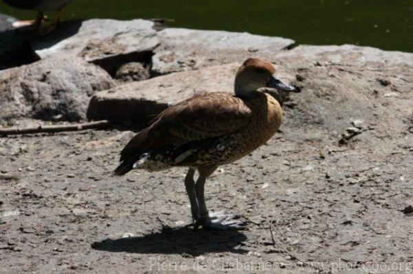 West Indian whistling-duck