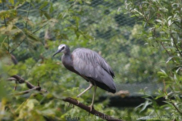 White-faced heron