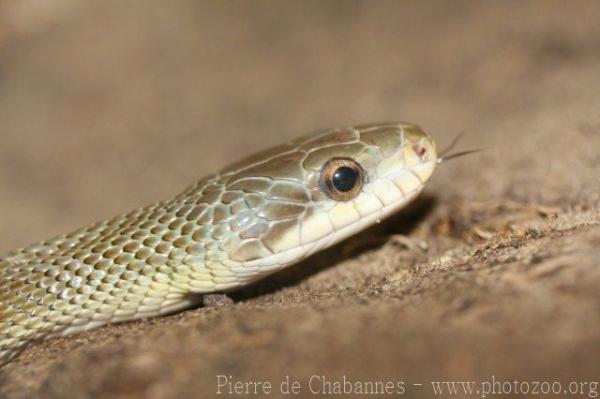 Japanese ratsnake