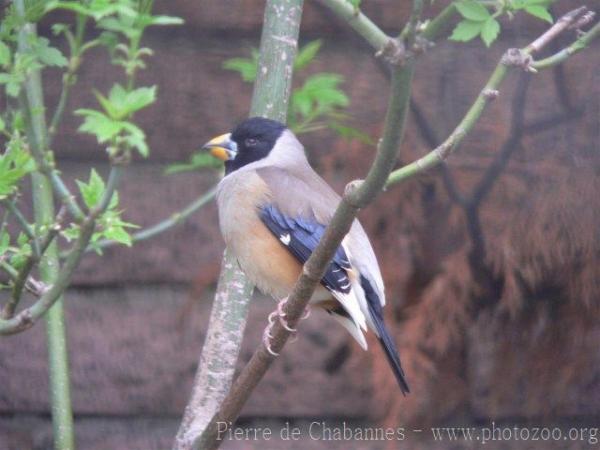 Yellow-billed grosbeak