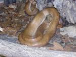 Brown rainbow boa