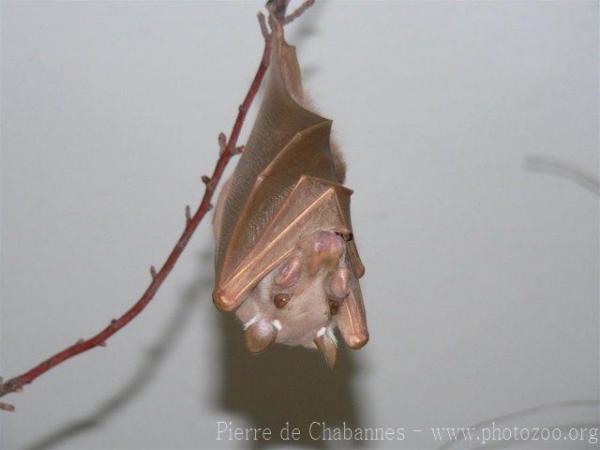 Wahlberg's epauletted fruit bat *