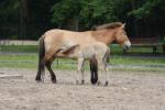 Przewalski's horse