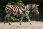 Chapman's zebra