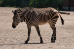 Hartmann's mountain zebra