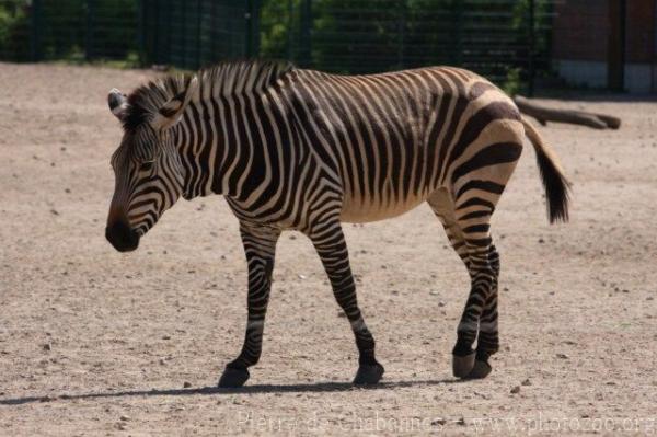 Hartmann's mountain zebra