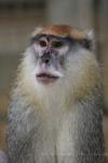 Patas monkey