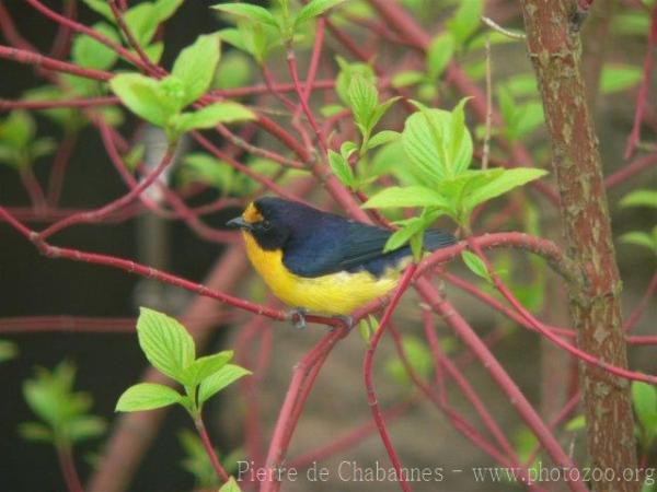 Violaceous euphonia *