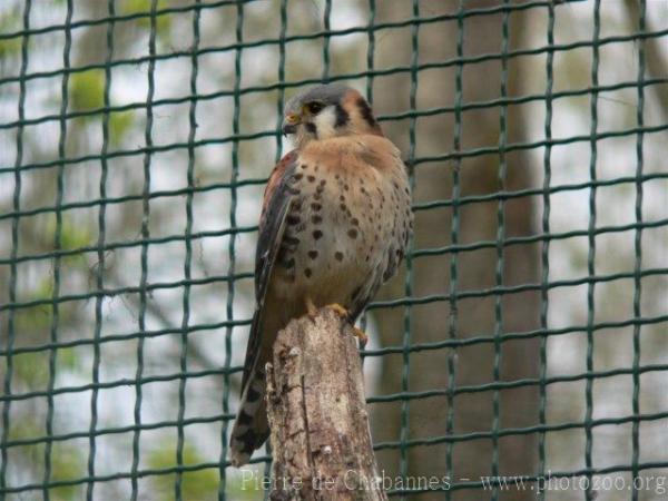 American kestrel