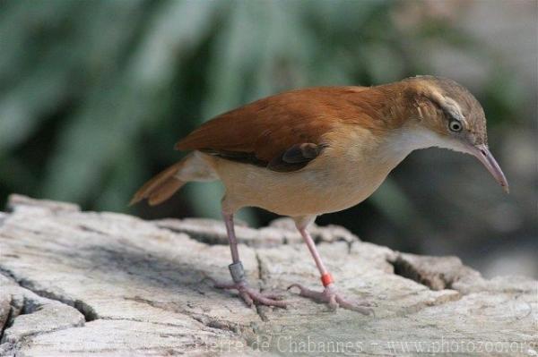 Pale-legged hornero