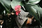 Grey junglefowl