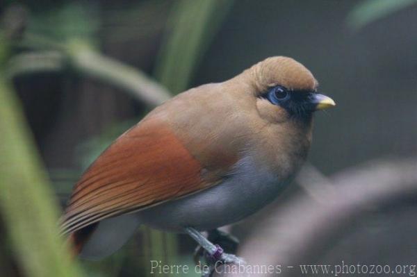 Buffy laughingthrush