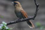 Buffy laughingthrush