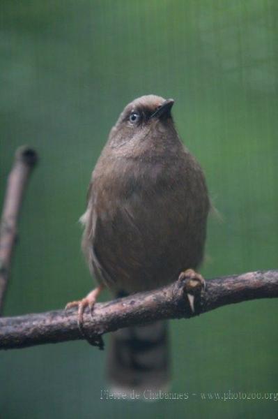 Elliot's laughingthrush