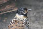 Spotted laughingthrush