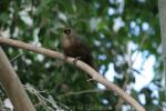 Rufous-fronted laughingthrush *