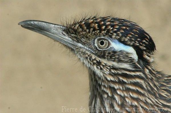 Greater roadrunner