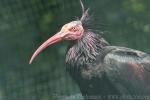 Northern bald ibis