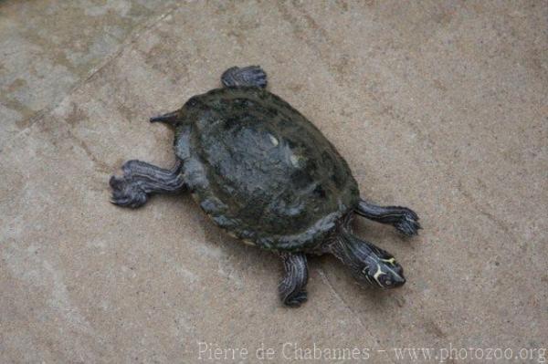 Mississippi Map Turtle