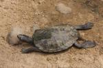 Mississippi Map Turtle