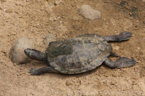 Mississippi Map Turtle