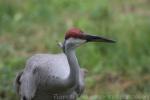 Sandhill crane