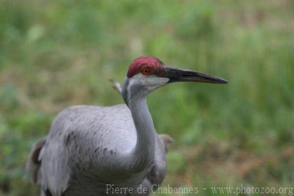 Sandhill crane